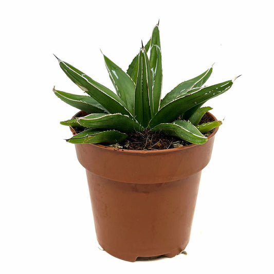 Agave Victoriae Reginae Cactus Y Suculentas M8,5 cm Ø_0