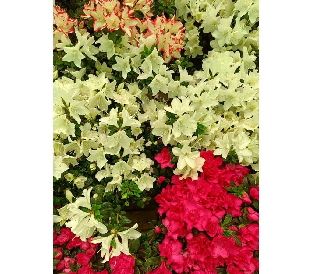 Azalea Simsii M18_1