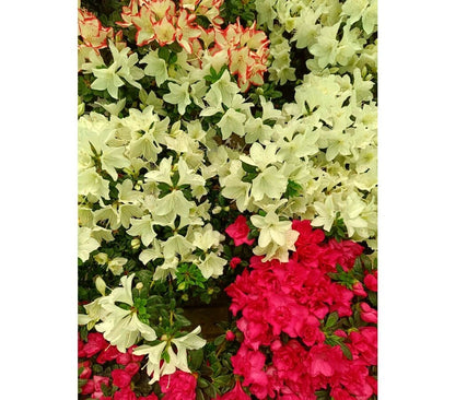 Azalea Simsii M18_1