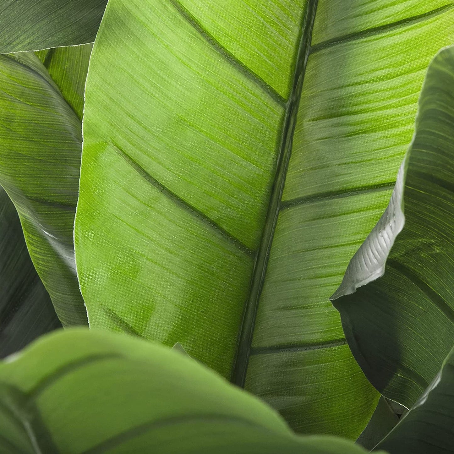 Planta De Plátano Altura 170