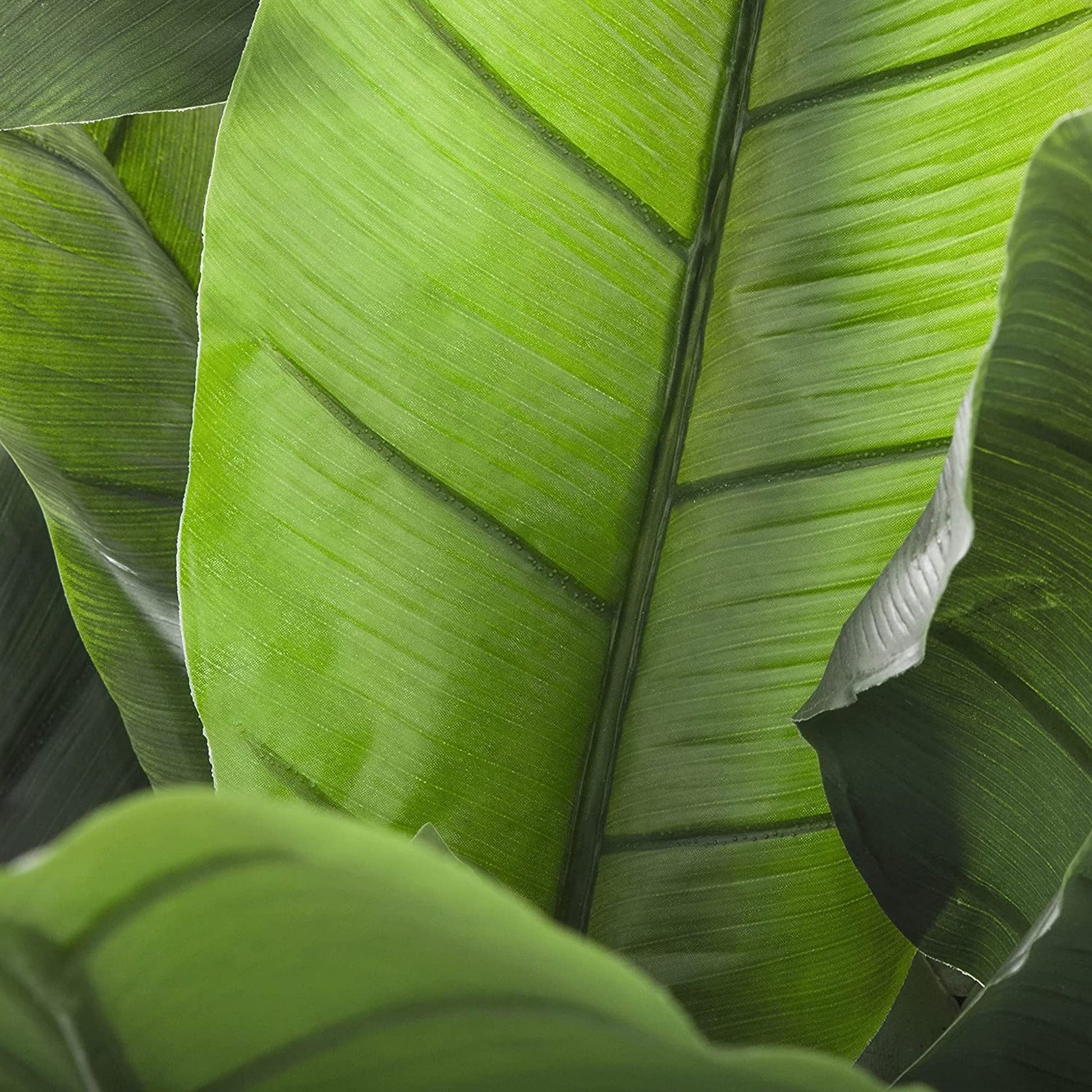 Planta De Plátano Altura 170_2