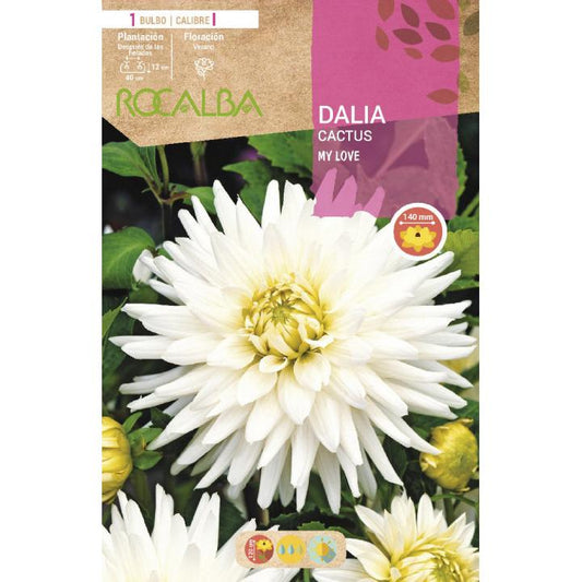 Bulbo Dalia Cactus My Love blanca 1 unidad (I)