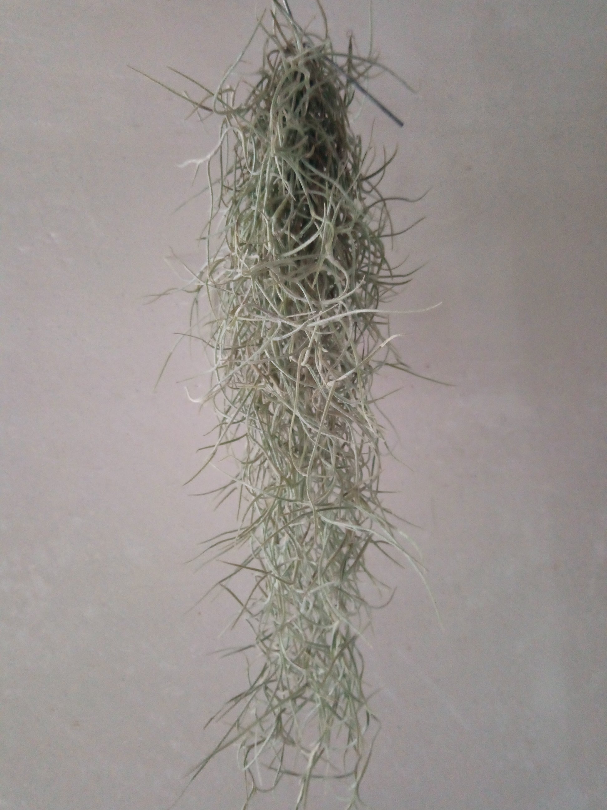 Tillandsia Usneoides 50 Cm Clavel Aire Barba Viejo