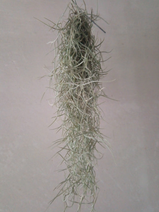 Tillandsia Usneoides 50 Cm Clavel Aire Barba Viejo