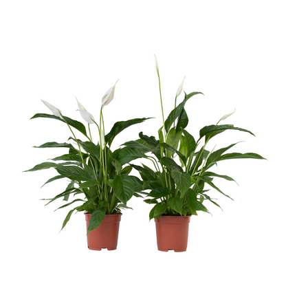 Lirio De Paz Espatifilo - 2 Pzs - Spathiphyllum 'lima' - Altura 60-75cm - ⌀17cm_0