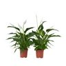 Lirio De Paz Espatifilo - 2 Pzs - Spathiphyllum 'lima' - Altura 60-75cm - ⌀17cm