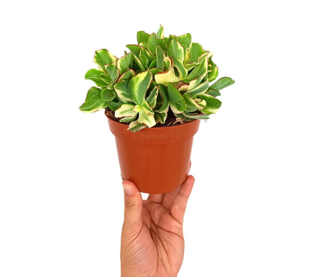 Crassula Undulata Variegata M12_0