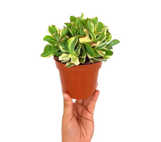 Crassula Undulata Variegata M12_0