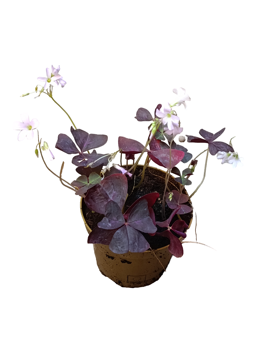 Oxalis Triangularis Planta De Bulbos Con Movimiento Ø12_0