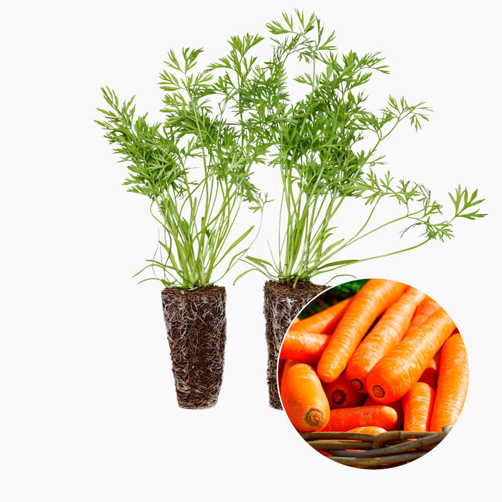 Plantón Zanahoria 4 Unidades - PlantaBo_0