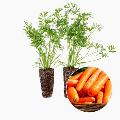 Plantón Zanahoria - Plantabo 4 Unidades_0