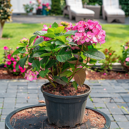 Hortensia - Hydrangea Paniculata 'dare Devil' - Altura 25-40cm - ⌀19cm