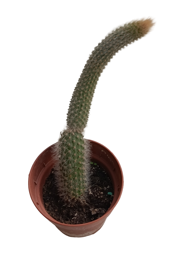 Cactus Cola De Mono Hildewintheria Colademonis Colgante Ø8_0