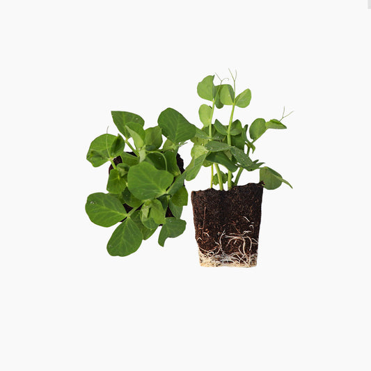 Plantón Guisante Medio Enrame - Plantabo 4 Unidades_0