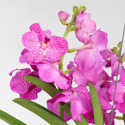 Orquídea Vanda - Vanda 'pink' - Altura 45-55cm
