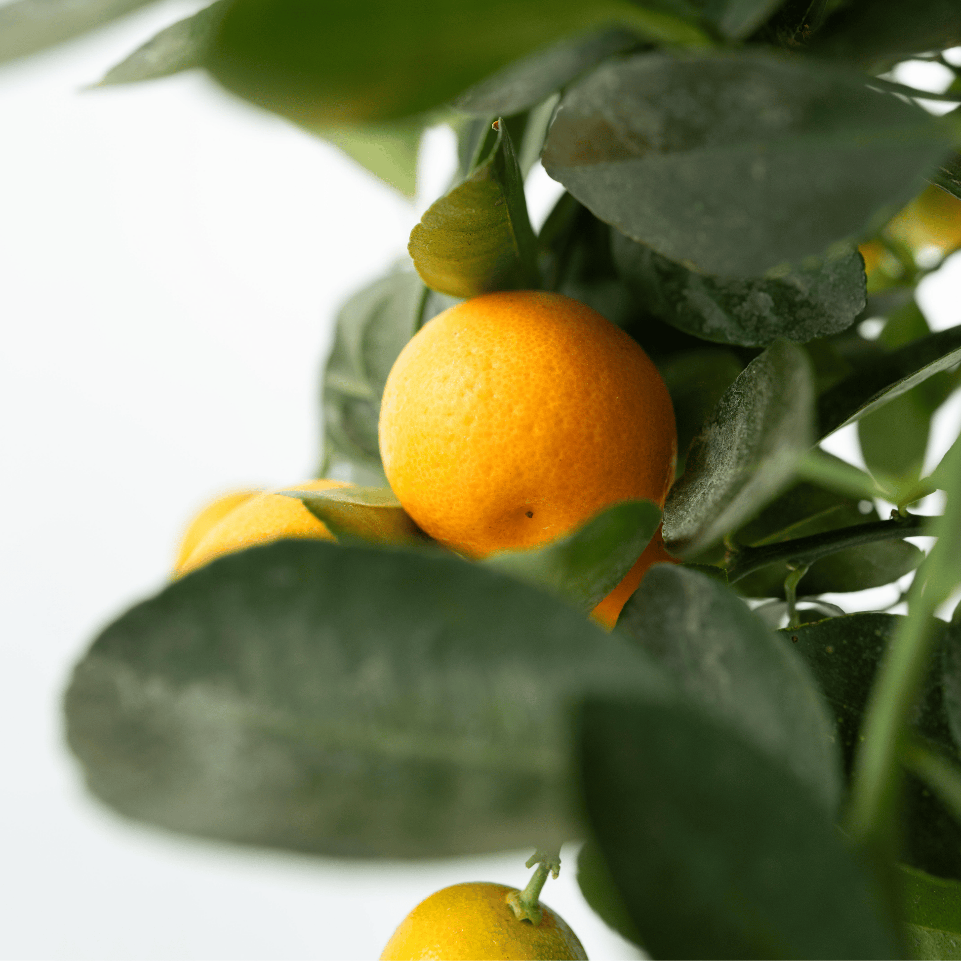 Naranjo - 3 Piezas - Citrus Mitis Calamondin - Altura 25-40cm - ⌀9cm