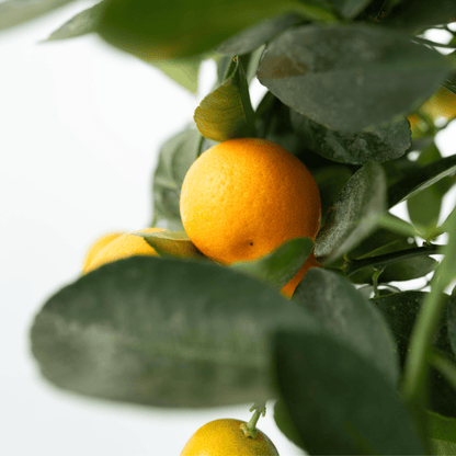 Naranjo - 3 Piezas - Citrus Mitis Calamondin - Altura 25-40cm - ⌀9cm