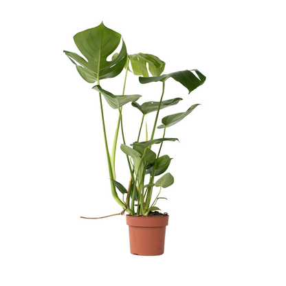 Costilla De Adán - Monstera Deliciosa - Altura 50-60cm - ⌀17cm_0
