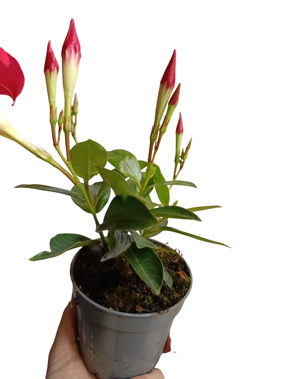 Dipladenia Arbustiva Trepadora Roja Planta De Sol_0