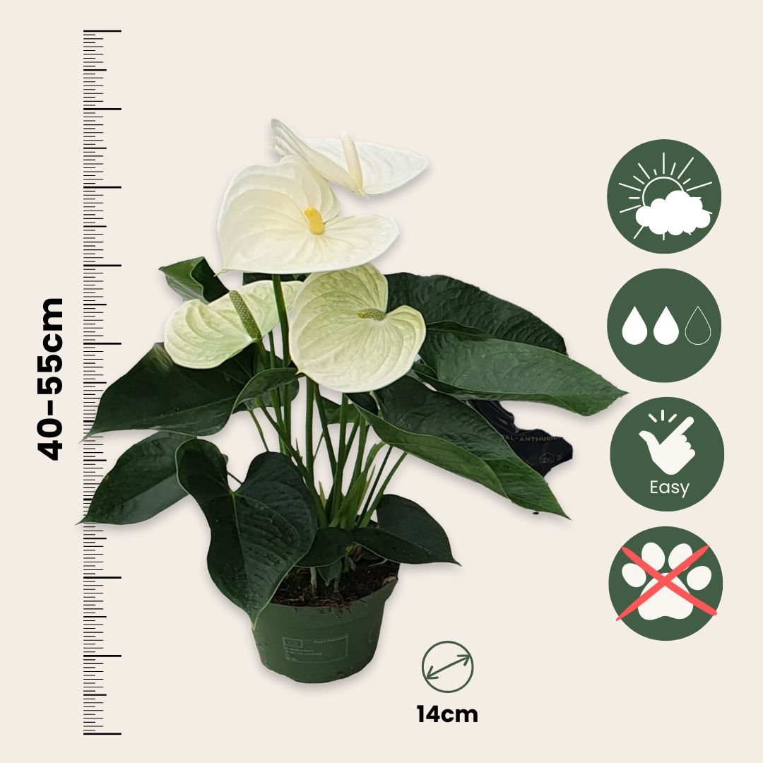 Anturio - Anthurium 'alpine White' - Altura 40-55cm - Ø14cm_2