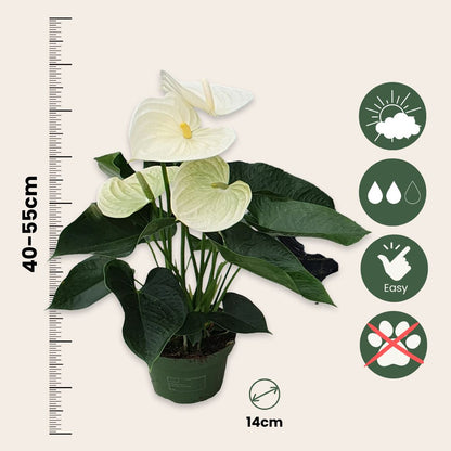 Anturio - Anthurium 'alpine White' - Altura 40-55cm - Ø14cm