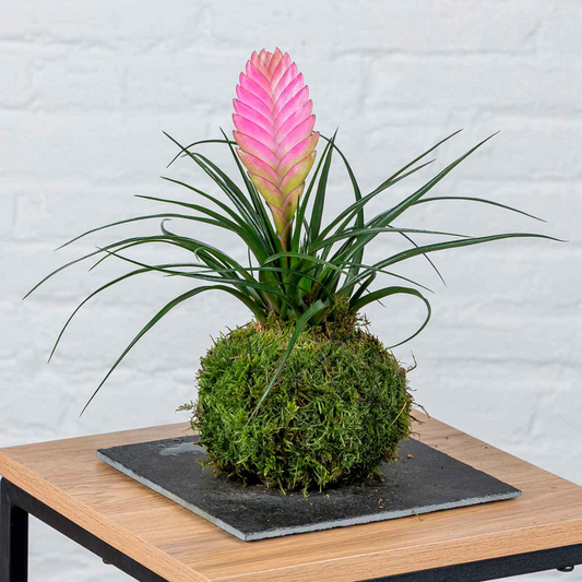 Kokedama Thillandsia.