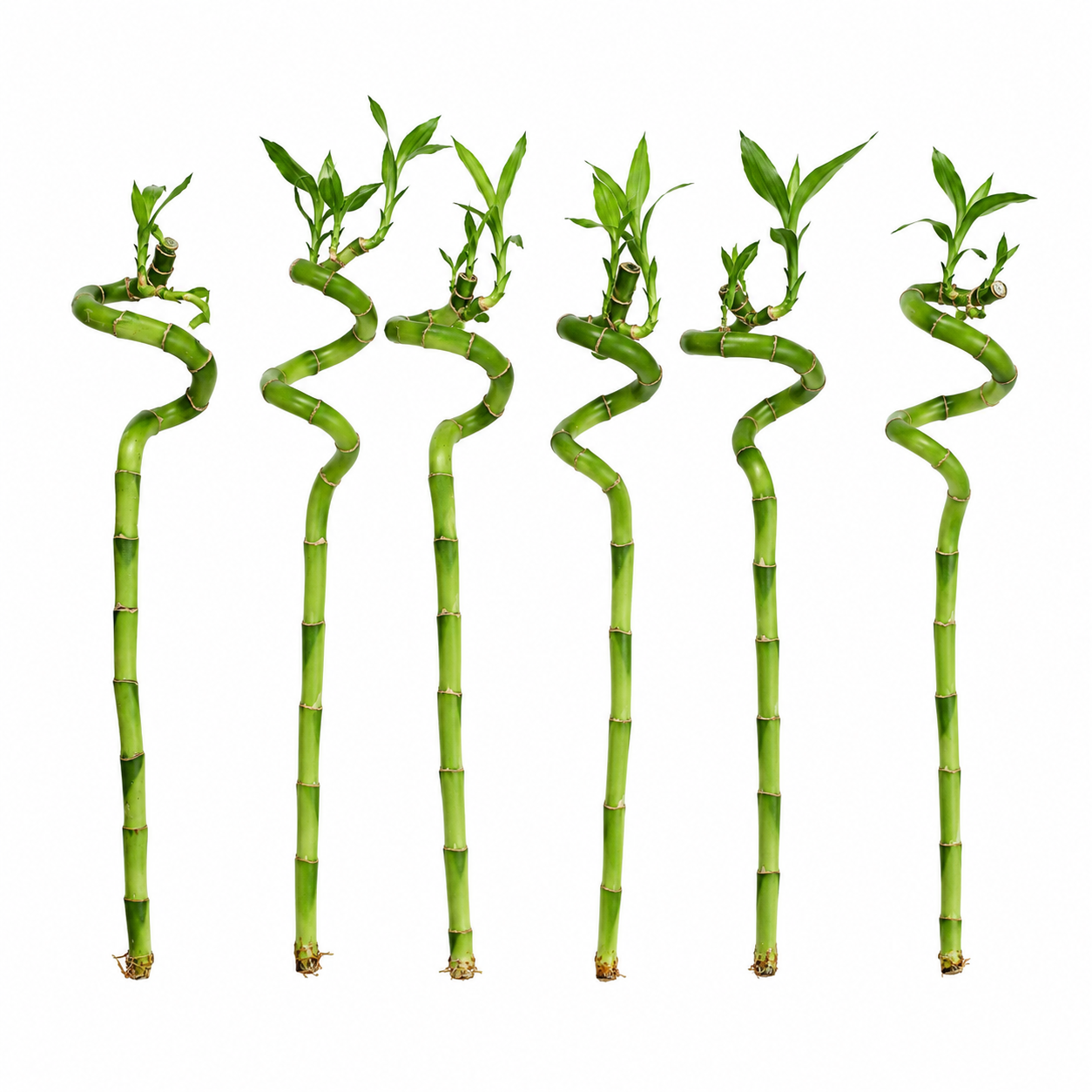 Lucky Bamboo Set De 6 - Dracaena Sanderiana - 40-45 Cm - Planta De Interior_0