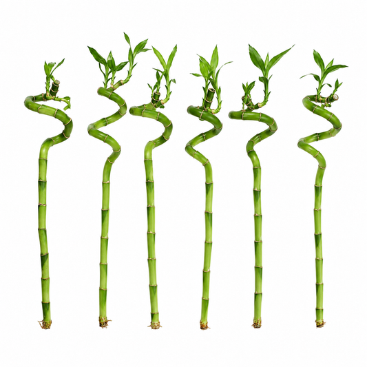 Lucky Bamboo Set De 6 - Dracaena Sanderiana - 40-45 Cm - Planta De Interior_0