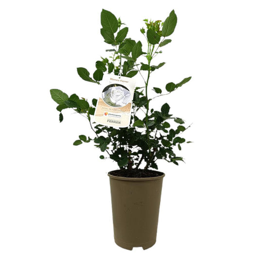 Rosal Perfumado Blanca Ferrer M20_0