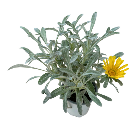 Gazania Rastrera, La Planta De Exterior Perfecta Para Cubrir Espacios_0