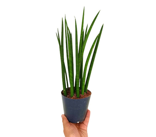 Sansevieria Cilindrica M12 (lengua De Suegra)_0