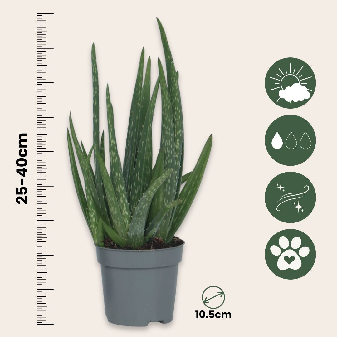 Aloe Vera - 6 Pzs - Aloe Barbadensis - Altura 25-40cm - ⌀105cm_2