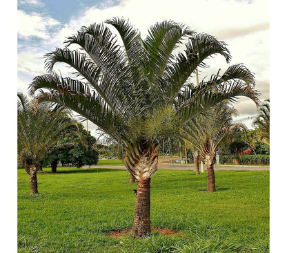 Pack De 2 Unidades De Neodypsis Decaryi Y Wodyetia Bifurcata M11_2
