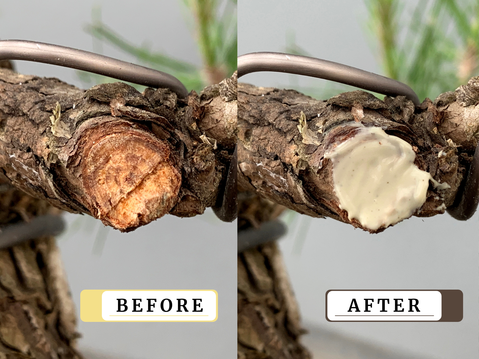 Bálsamo Cicatrizante Para Bonsái - 100g_4