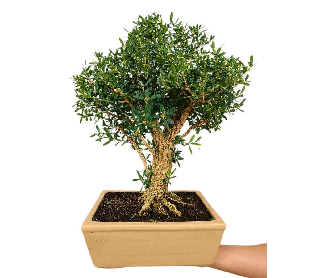 Bonsái Buxus Harlandii 19 Años (boj Chino)_1