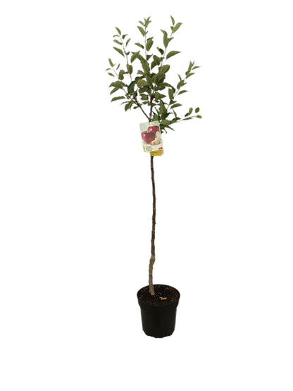 Manzano Starquin M25