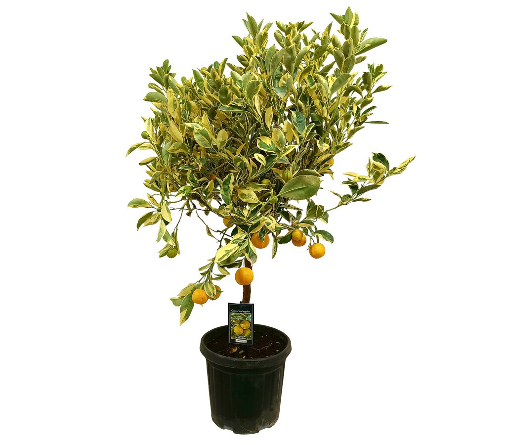 Calamondin Variegata M22 80cm_0