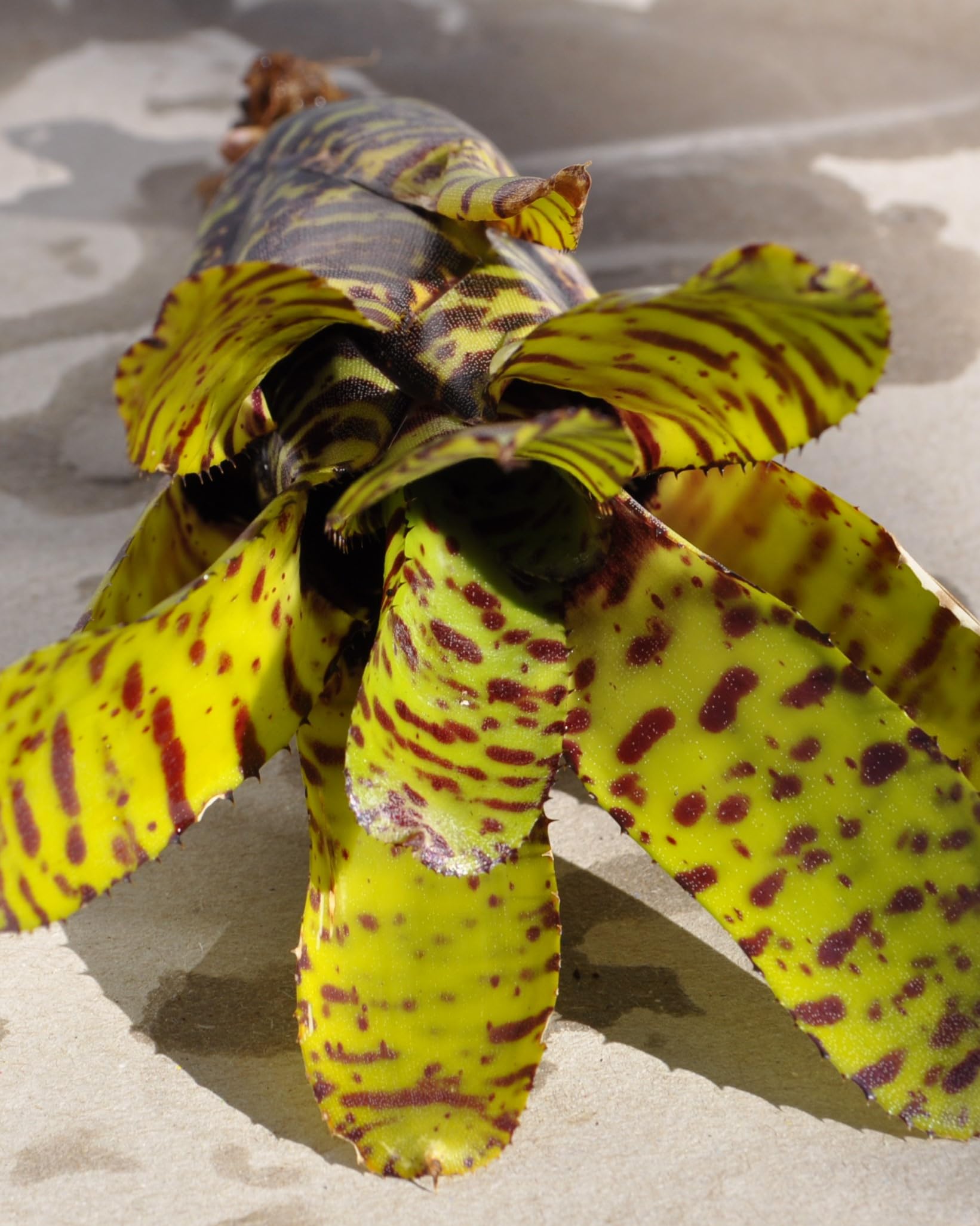 Neoregelia punctatissima; bromelia punteada verde; Curiosarium; altura 12-15 cm, diámetro 5-10 cm, sin sustrato_0