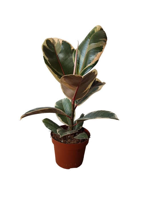 Ficus Elastica Tineke Planta Natural De Interior Ø12_0