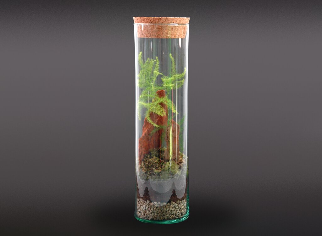 Nanogarden Terrario Tube Asparragus 30x8cm