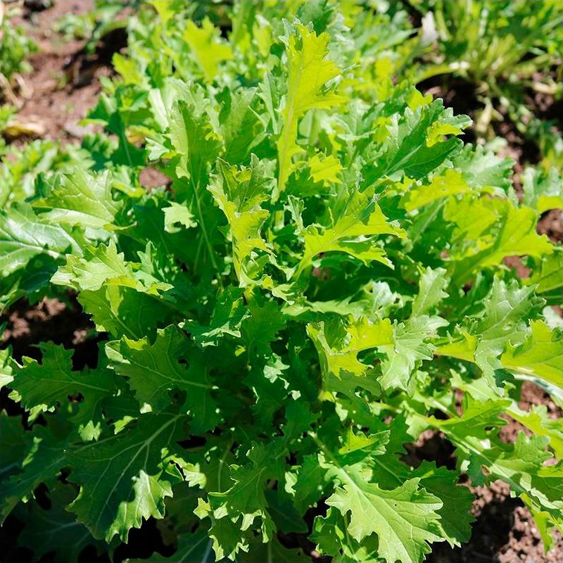 Semillas Verdura Asiática Namenia Ecológicas_0