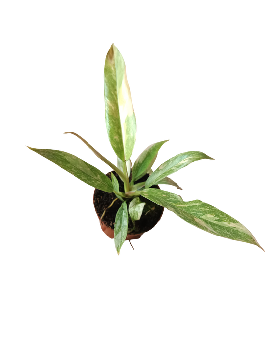 Philodendron Princess Mix Mini Planta De Interior Ø6_0