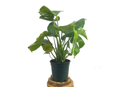 Monstera Deliciosa M17 70cm (costilla De Adán)_2