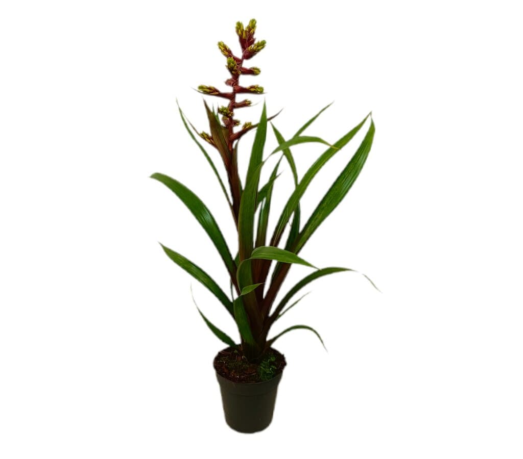 Guzmania Brush M13_0