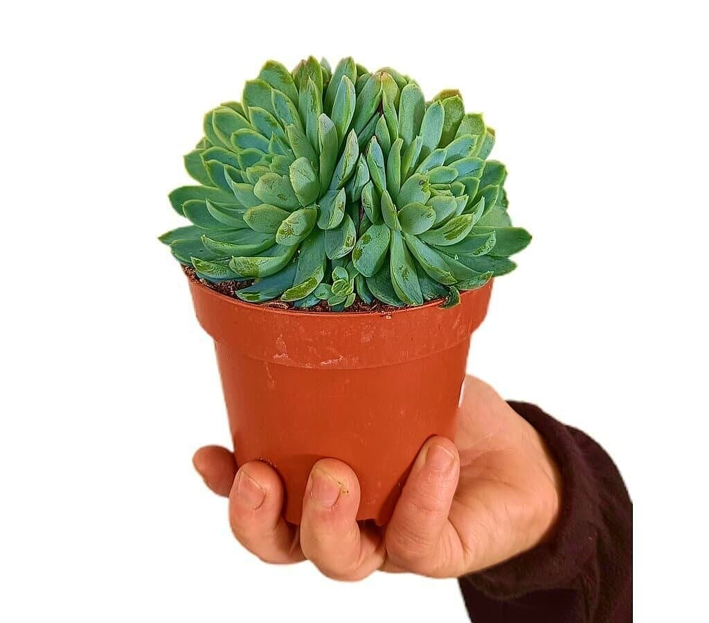 Echeveria Elegans M12_0