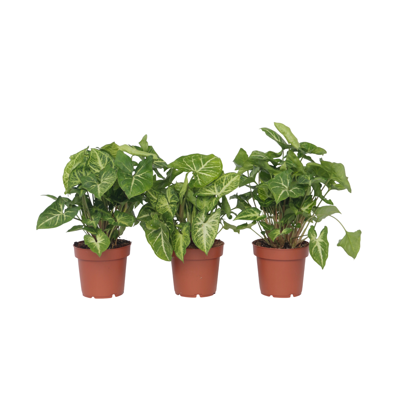 Planta Cabeza De Flecha - 3 Pzs - Syngonium 'pixie' - Altura 25-40cm - ⌀12cm_0