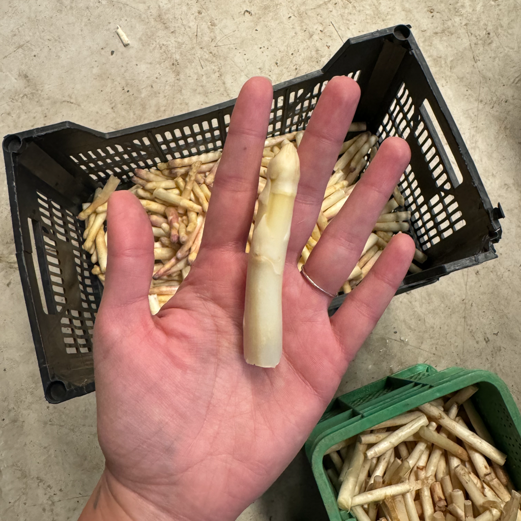 Yemas De Espárragos Extra 290g.