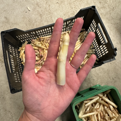 Yemas De Espárragos Extra 290g.