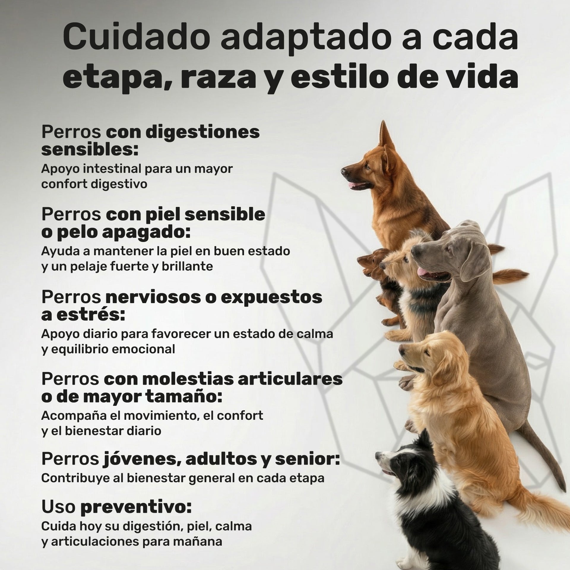 Pack Calma + Condro + Probiotico + Salmon Para Perros. Suplementos Mascotas. 480 Masticables. Natuva Pets_5