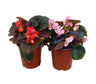 Begonia Semperflorens M13